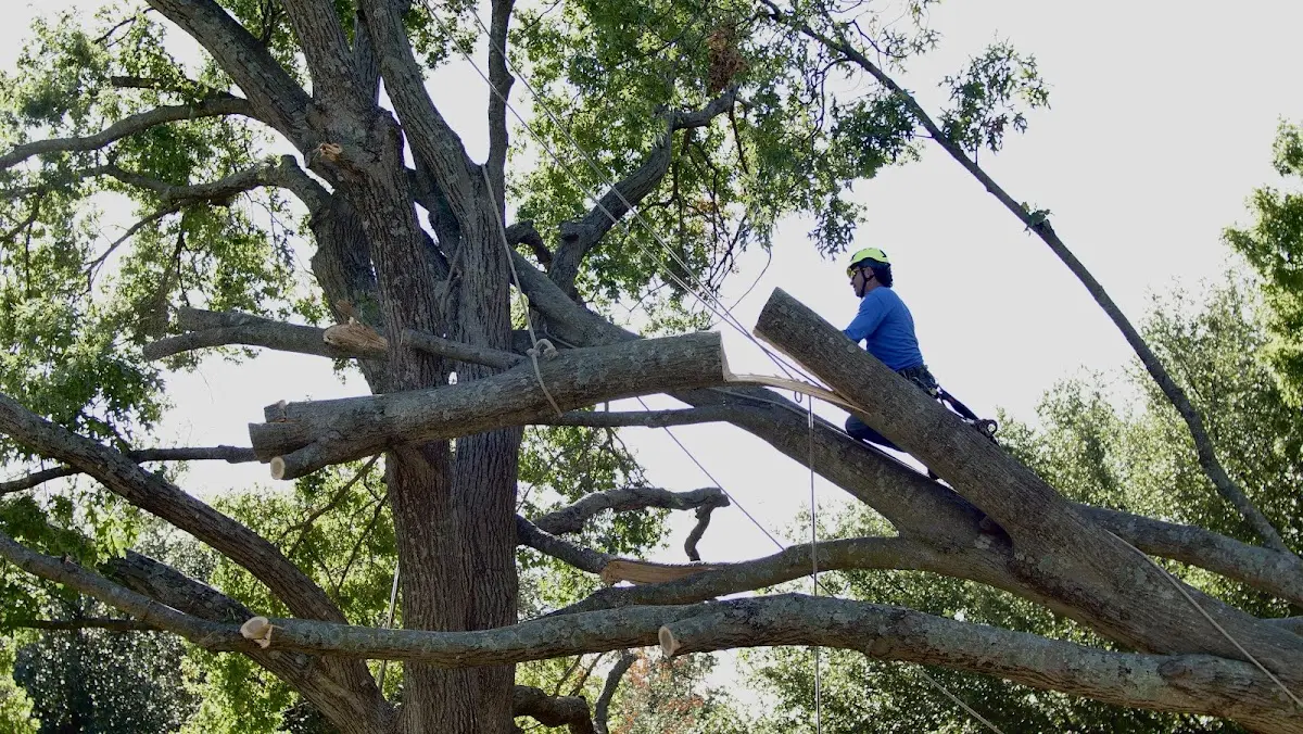 Professional Hazardous Tree Removal performed by certified arborists in Sanford
